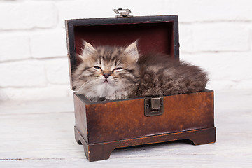 Image showing Young fluffy kitten slipping in the chest