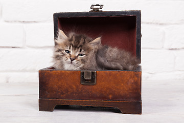 Image showing Young fluffy kitten in the chest