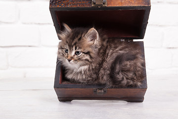 Image showing Young fluffy kitten in the chest