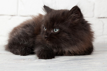 Image showing Young black fluffy kitten