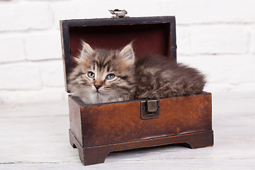 Image showing Young fluffy kitten in the chest