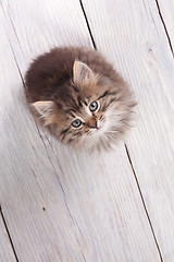 Image showing Young fluffy kitten looking up