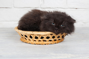 Image showing Young black fluffy kitten in the basket