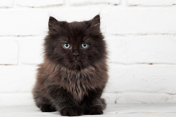 Image showing Young black fluffy kitten