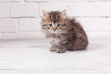 Image showing Young fluffy kitten