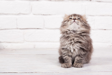 Image showing Young fluffy kitten looks very glad and peaceful