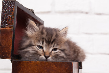 Image showing Young fluffy kitten in the chest