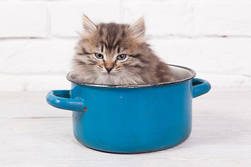 Image showing Young fluffy kitten in the pot