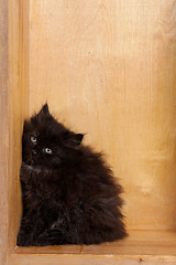 Image showing Young black fluffy kitten