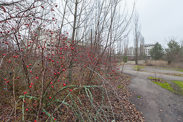 Image showing Rose hips in central square in overgrown ghost city Pripyat.