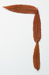 Image showing 7 seven number: alphabet and numbers with autumn brown red dry leaf on white background