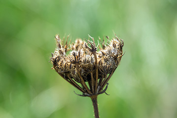 Image showing Umbellifer Seed Head