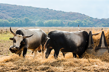 Image showing Tuscan Maremma cows