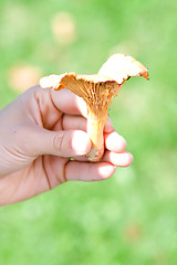 Image showing chanterelle