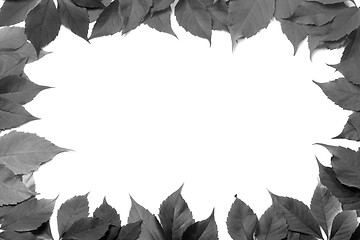 Image showing Black and white leaves frame isolated on white background