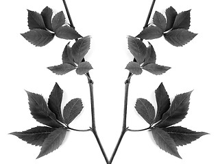 Image showing Black and white composition of twigs grapes leave