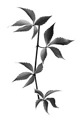 Image showing Black and white branch of grapes leaves