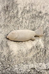 Image showing Fish in the Stone