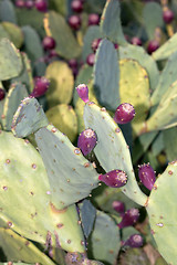 Image showing prickly pear