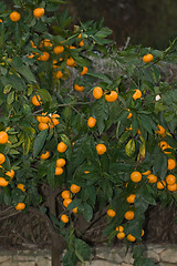 Image showing Mandarin tree