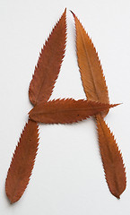 Image showing A letter: alphabet and numbers with autumn brown red dry leaf on white background