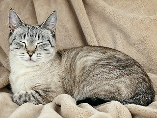 Image showing cat