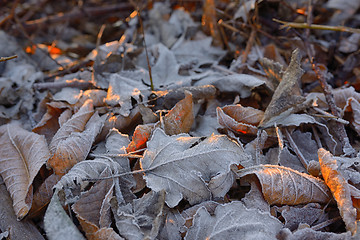 Image showing Autumn frozen leaves background 
