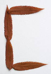 Image showing C letter: alphabet and numbers with autumn brown red dry leaf on white background