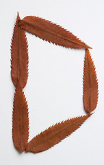 Image showing D letter: alphabet and numbers with autumn brown red dry leaf on white background