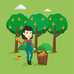 Image showing Farmer collecting oranges vector illustration.