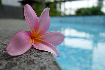 Image showing Plumeria flower on ceramic tile border of swimming pool