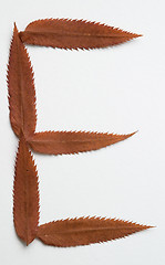 Image showing E letter: alphabet and numbers with autumn brown red dry leaf on white background