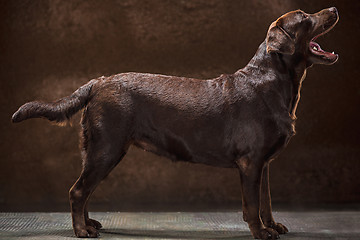 Image showing The portrait of a black Labrador dog taken against a dark backdrop.