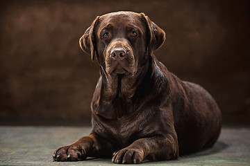 Image showing The portrait of a black Labrador dog taken against a dark backdrop.