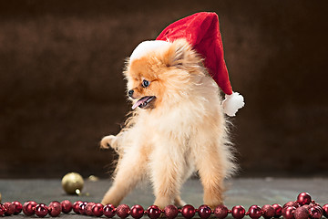 Image showing Spitz-dog in studio on a neutral background