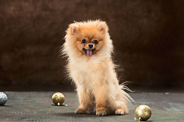 Image showing Spitz-dog in studio on a neutral background