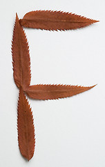 Image showing F letter: alphabet and numbers with autumn brown red dry leaf on white background