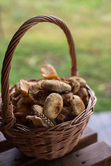 Image showing Different mushrooms in basket