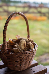 Image showing Different mushrooms in basket