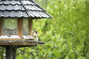 Image showing bird at the feeder