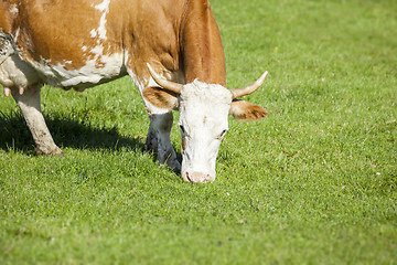 Image showing cow in the green grass