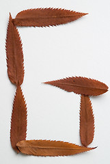 Image showing G letter: alphabet and numbers with autumn brown red dry leaf on white background