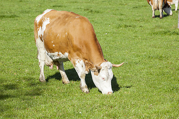 Image showing cow in the green grass