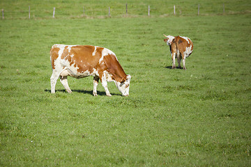 Image showing cow in the green grass