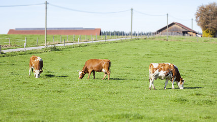 Image showing cow in the green grass