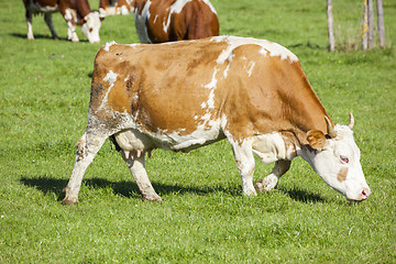 Image showing cow in the green grass