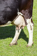 Image showing cow in the green grass