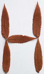 Image showing H letter: alphabet and numbers with autumn brown red dry leaf on white background