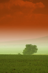 Image showing Tree behind a farm