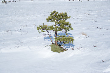 Image showing Small pine tree